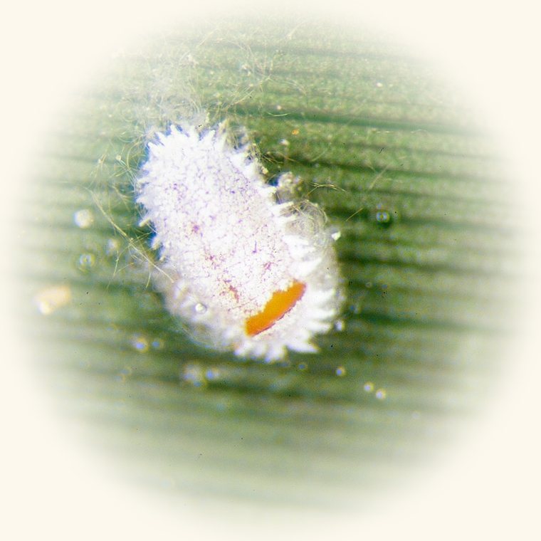 Aspecto de Cochinilla algodonosa en una planta: motas blancas algodonosas en las uniones de hoja y tallo