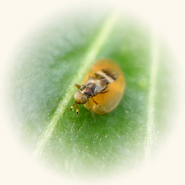 Aspecto de Cochinilla parda en una planta: protuberancias marrones ovaladas en tallos y nervios, que no se mueven