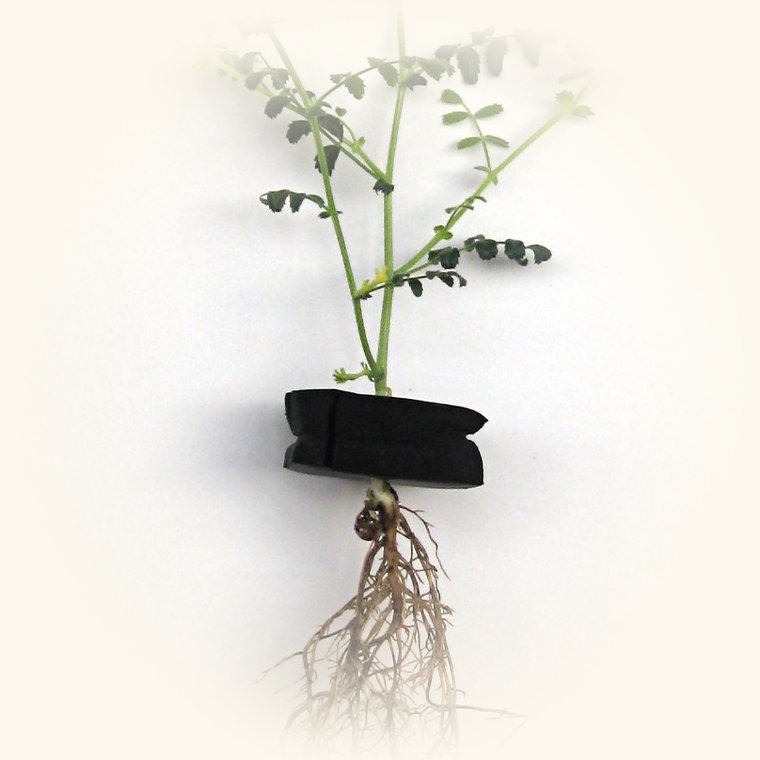 Aspecto de Pudrición de raíz en una planta: hojas amarillas y planta mustia con la tierra húmeda; raíces blandas y oscuras