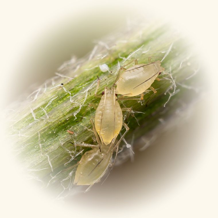 Aspecto de Pulgón en una planta: grupos de insectos blandos apiñados en brotes nuevos y capullos