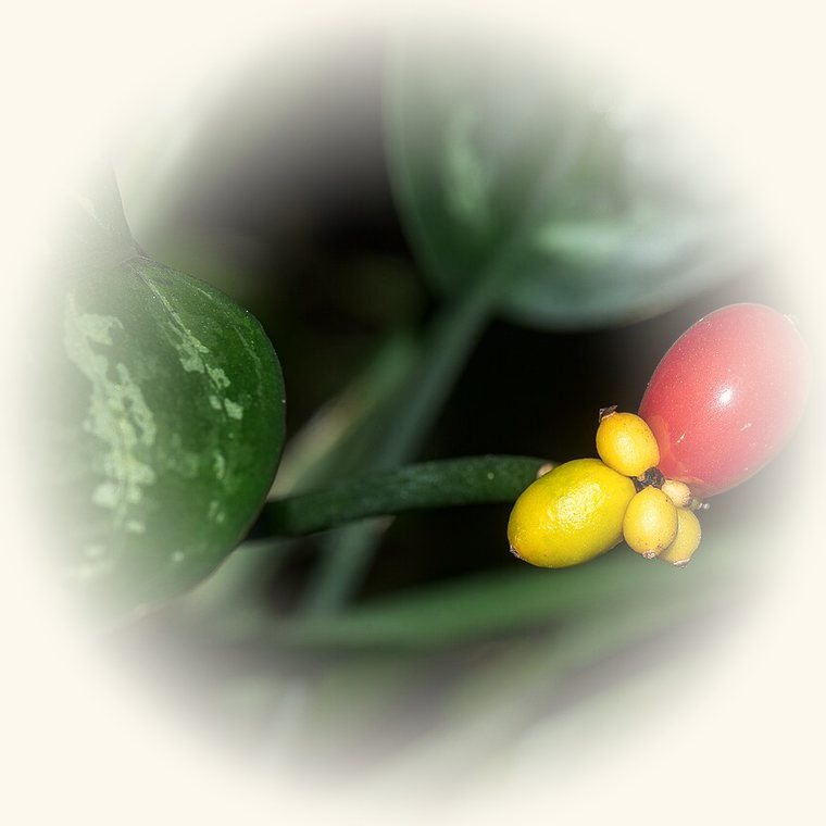 Aglaonema (Aglaonema commutatum) en una foto de cerca