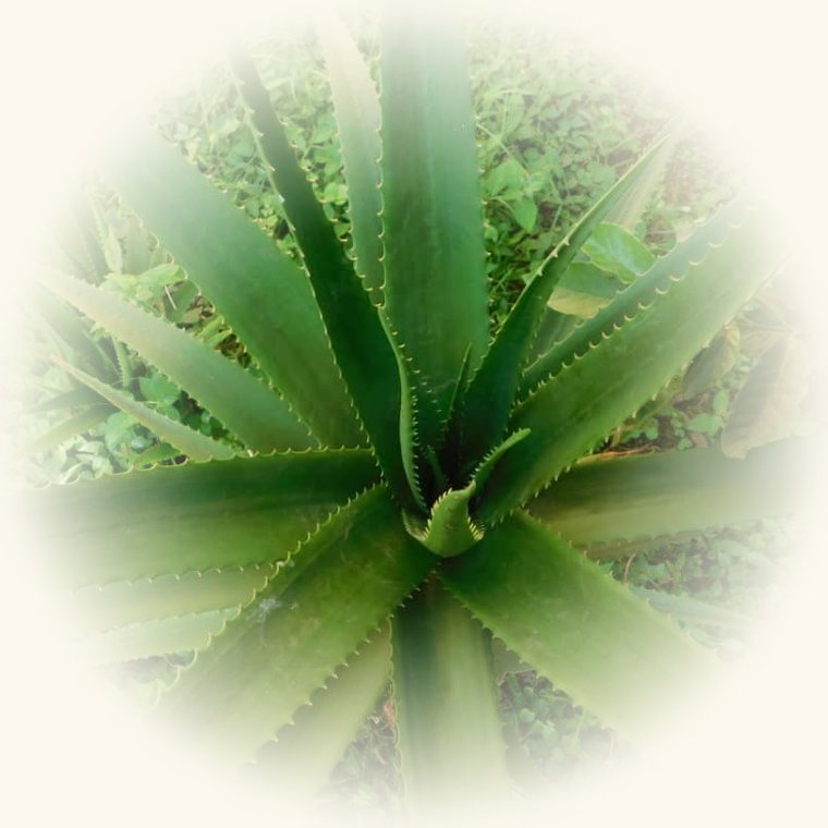 Aloe vera (Aloe barbadensis miller) en una foto de cerca