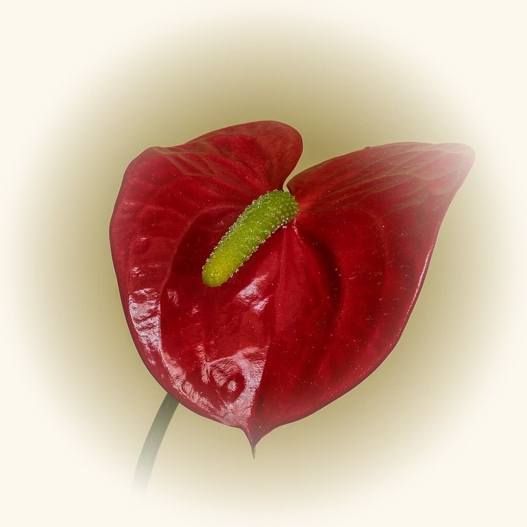 Anturio (Anthurium andraeanum) en una foto de cerca