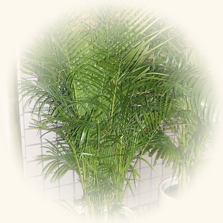 Areca (Dypsis lutescens) en una foto de cerca