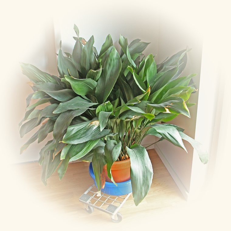 Aspidistra (Aspidistra elatior) en una foto de cerca