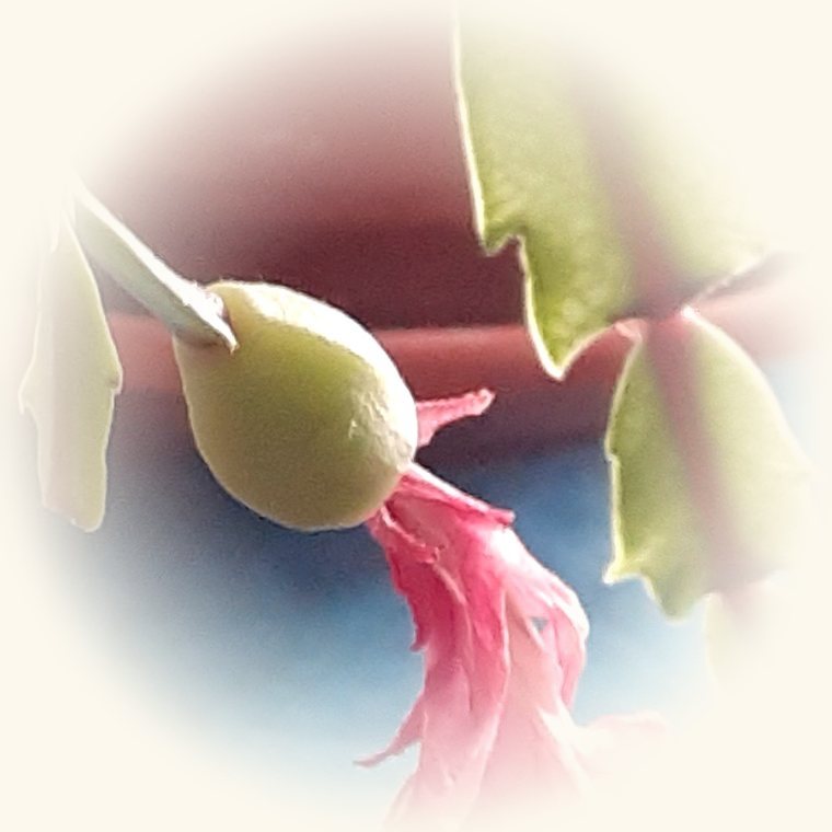 Cactus de Navidad (Schlumbergera truncata) en una foto de cerca