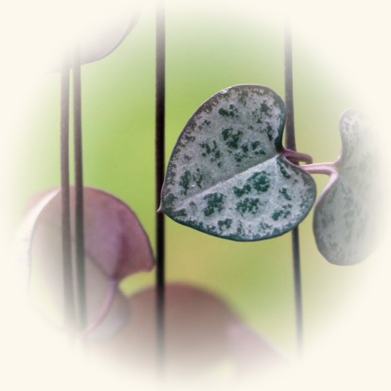 Cadena de corazones (Ceropegia woodii) en una foto de cerca