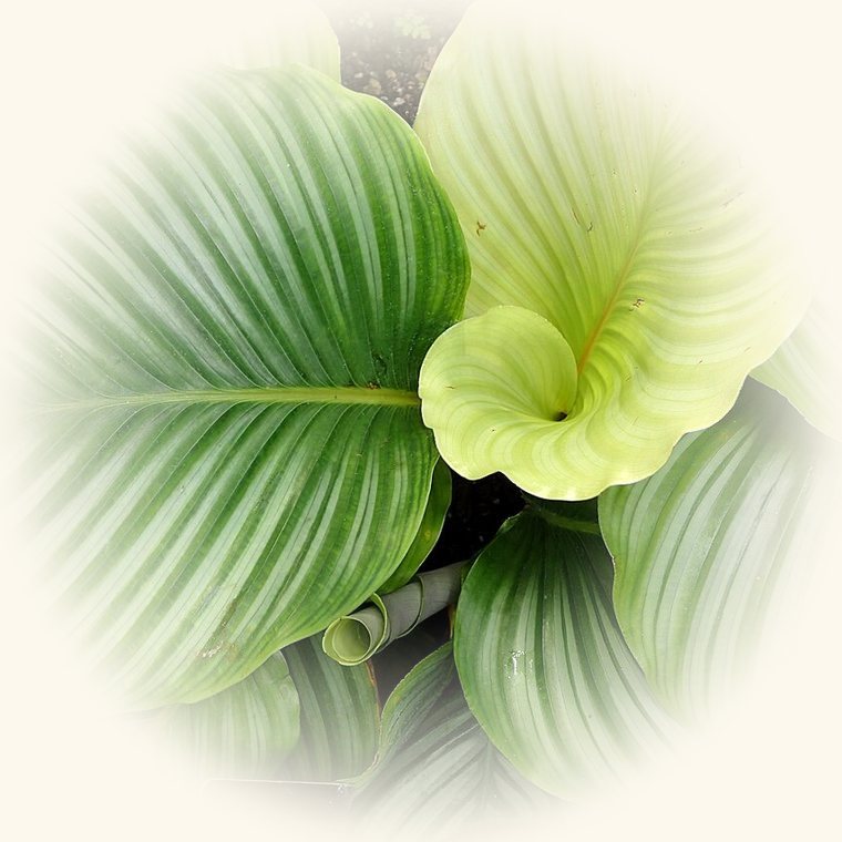 Calathea orbifolia (Calathea orbifolia) en una foto de cerca