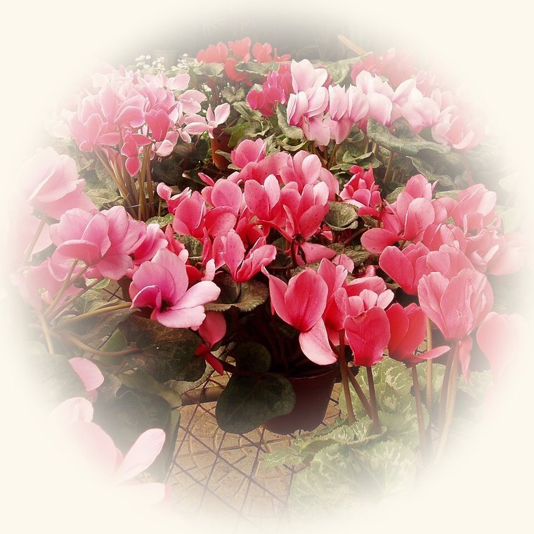 Ciclamen (Cyclamen persicum) en una foto de cerca