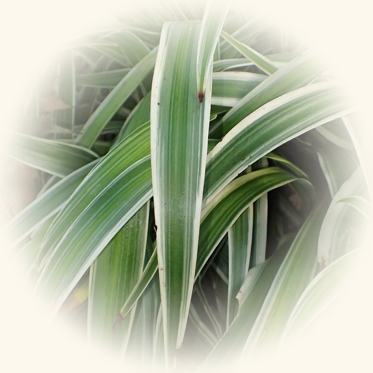 Cinta (Chlorophytum comosum) en una foto de cerca