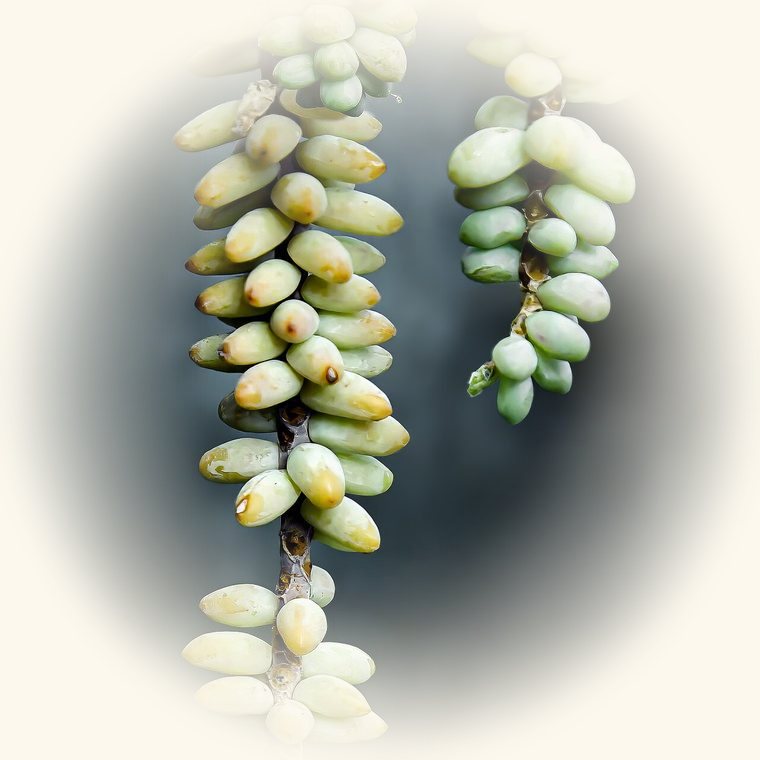 Cola de burro (Sedum morganianum) en una foto de cerca
