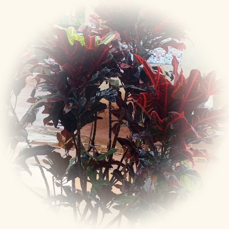 Croton (Codiaeum variegatum) en una foto de cerca