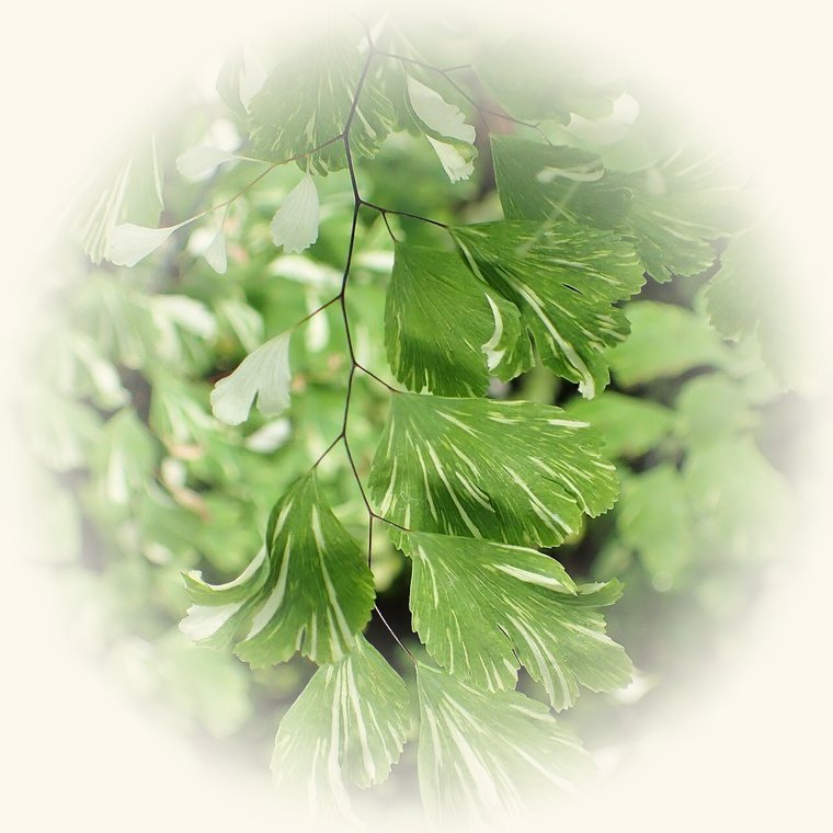 Culantrillo (Adiantum raddianum) en una foto de cerca