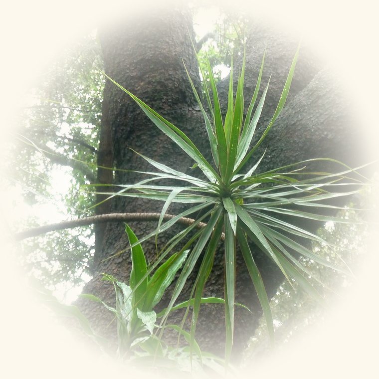 Drácena marginata (Dracaena marginata) en una foto de cerca