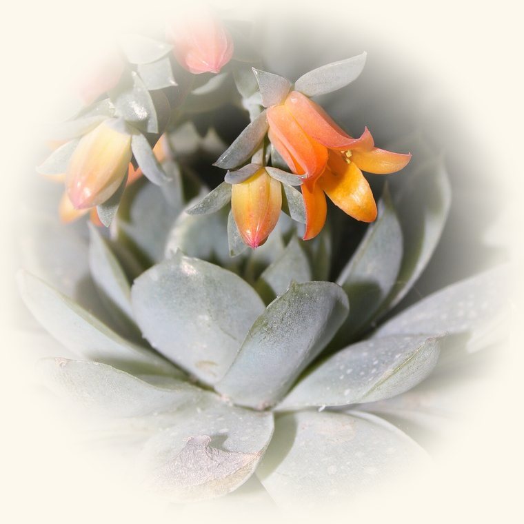 Echeveria (Echeveria elegans) en una foto de cerca