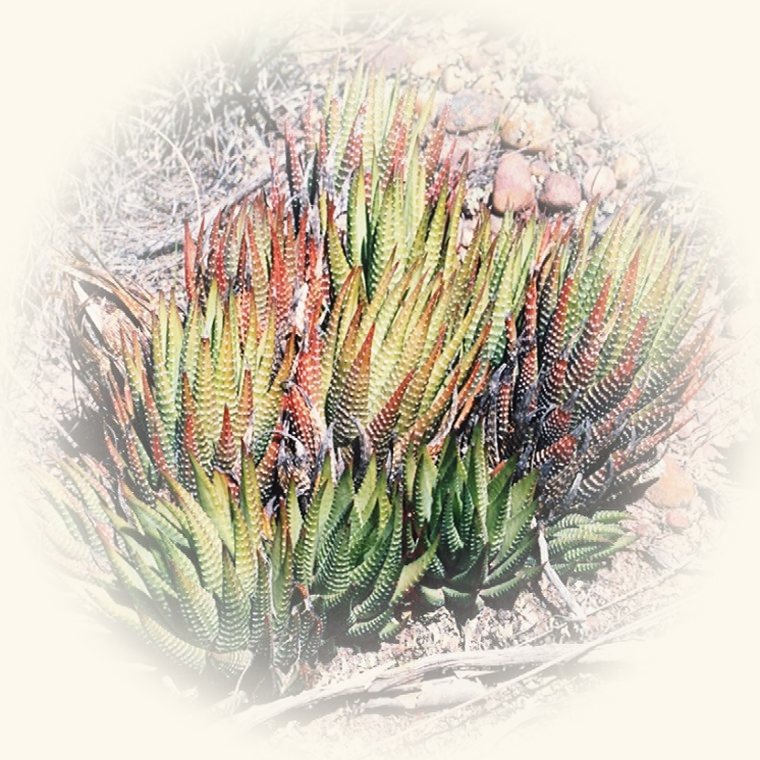 Haworthia (Haworthia fasciata) en una foto de cerca