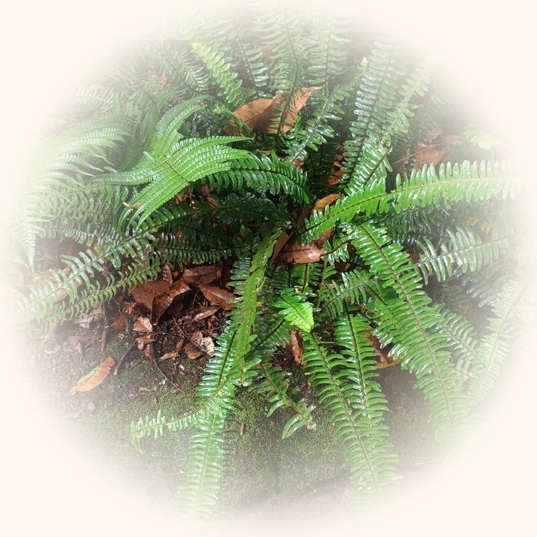 Helecho de Boston (Nephrolepis exaltata) en una foto de cerca