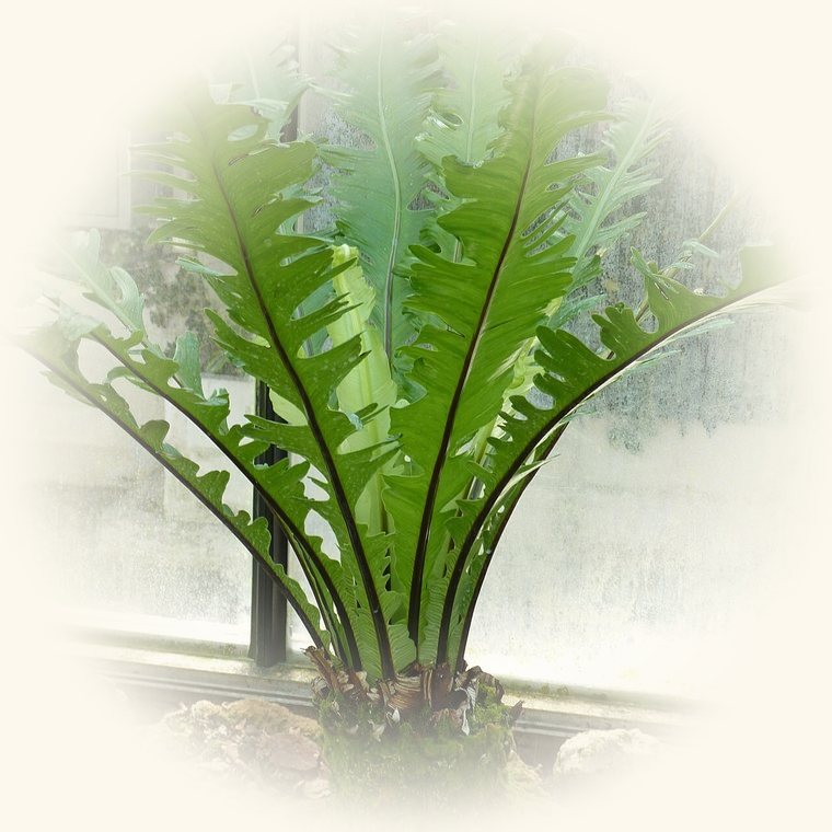 Helecho nido de ave (Asplenium nidus) en una foto de cerca