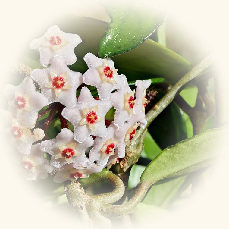 Hoya carnosa (Hoya carnosa) en una foto de cerca