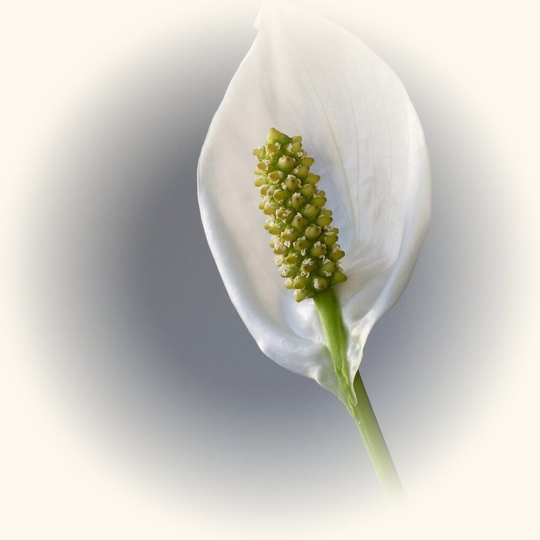 Lirio de la paz (Spathiphyllum wallisii) en una foto de cerca