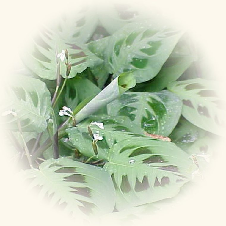 Maranta (Maranta leuconeura) en una foto de cerca