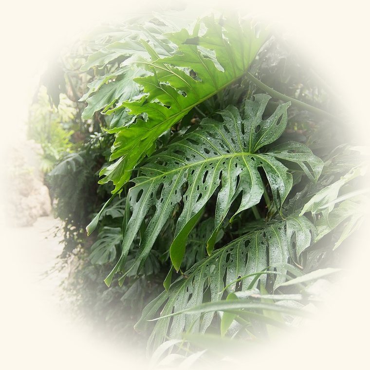 Monstera (Monstera deliciosa) en una foto de cerca