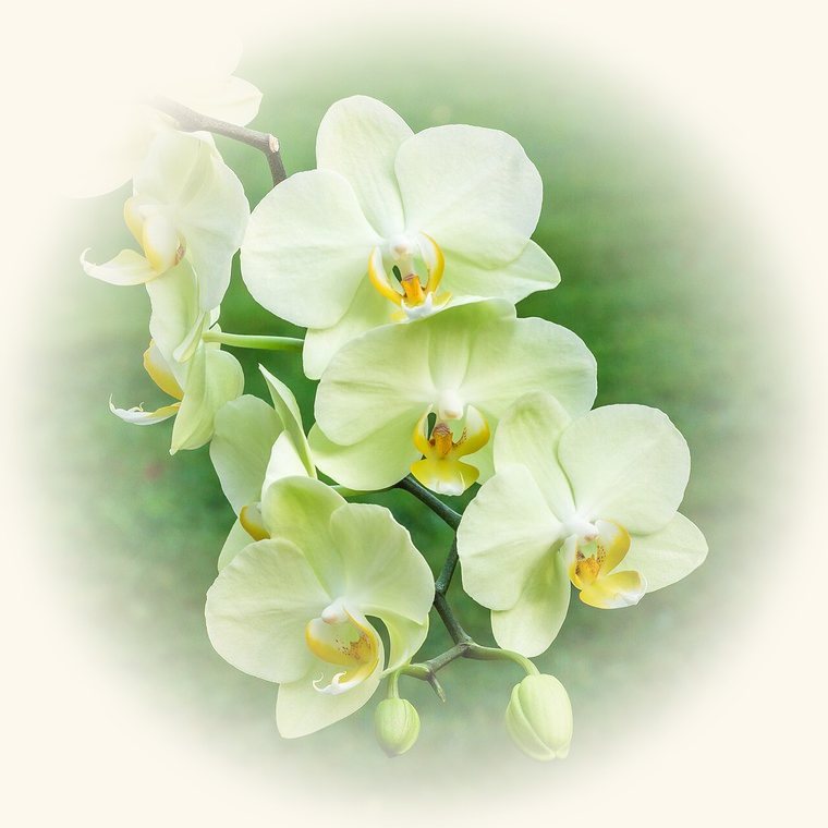 Orquídea mariposa (Phalaenopsis) en una foto de cerca