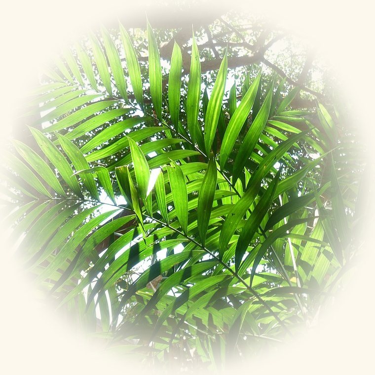 Palmera de salón (Chamaedorea elegans) en una foto de cerca