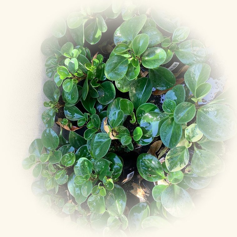 Peperomia (Peperomia obtusifolia) en una foto de cerca