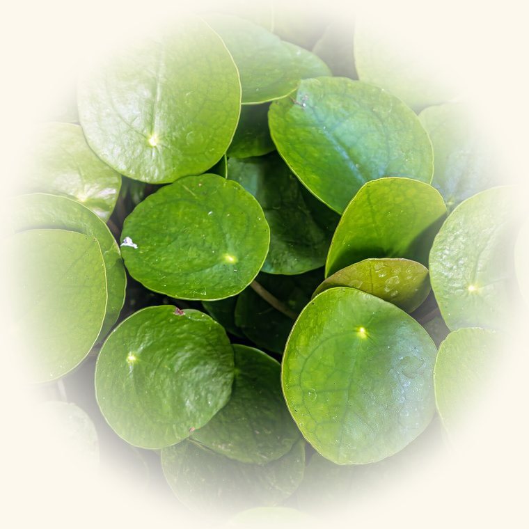 Pilea peperomioides (Pilea peperomioides) en una foto de cerca