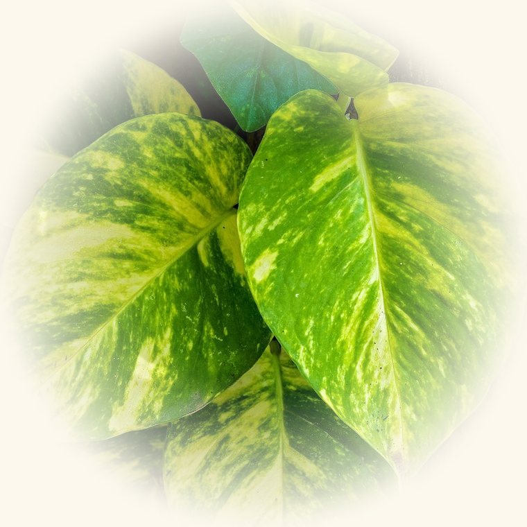 Potos (Epipremnum aureum) en una foto de cerca