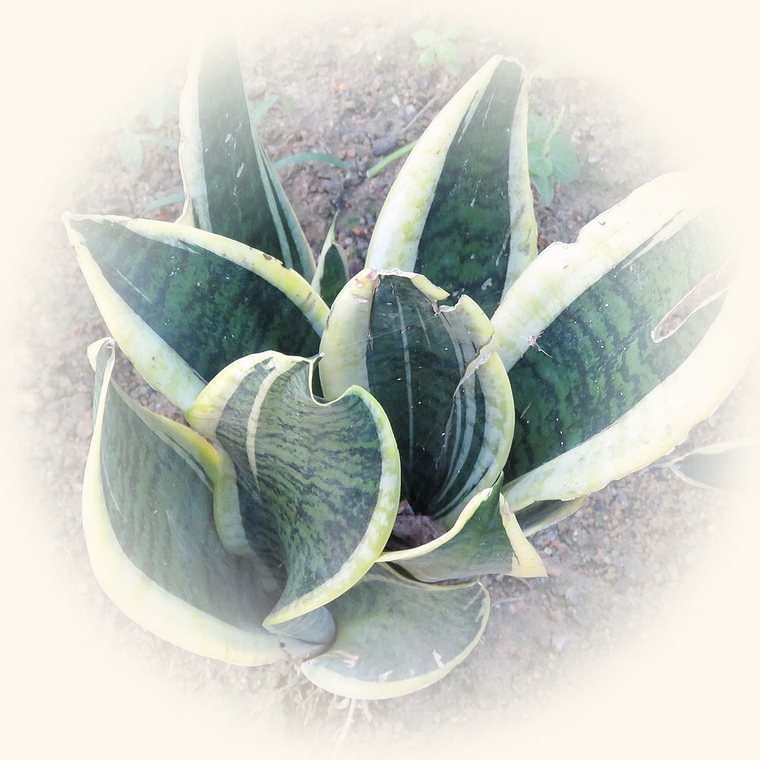 Sansevieria (Dracaena trifasciata) en una foto de cerca