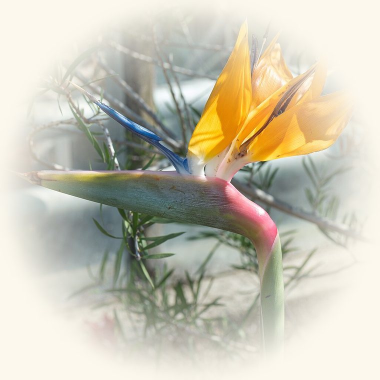 Ave del paraíso (Strelitzia reginae) en una foto de cerca