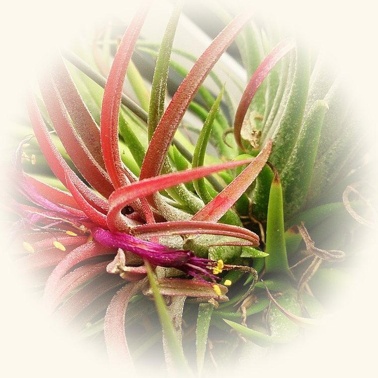 Clavel del aire (Tillandsia ionantha) en una foto de cerca