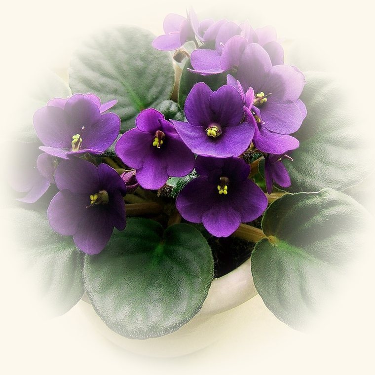 Violeta africana (Saintpaulia ionantha) en una foto de cerca